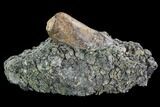 Fossil Crocodile Coprolite In Rock - Aguja Formation, Texas #88741-2
